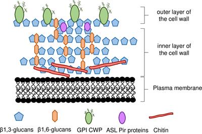 The cell wall and the response and tolerance to stresses of biotechnological relevance in yeasts